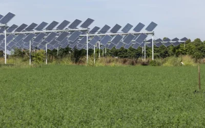 Research Team Adding Crops to New Houston Solar Farm