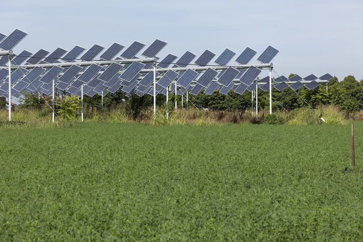 Research Team Adding Crops to New Houston Solar Farm