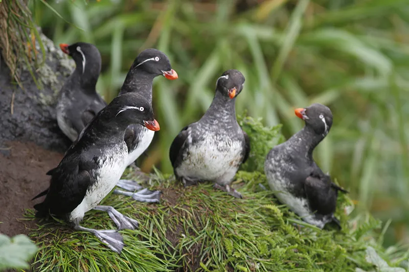 parakeet auklets