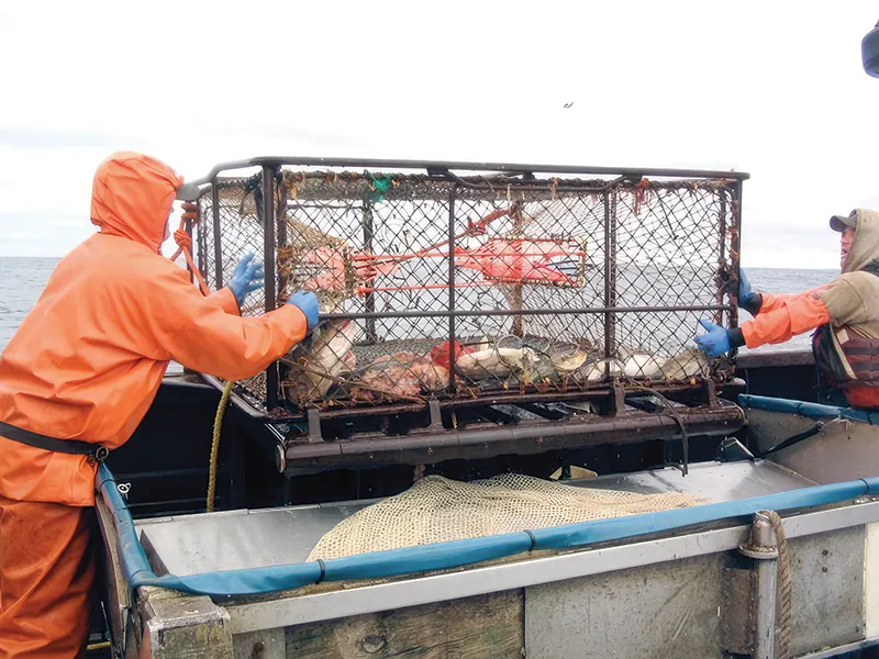 Bering Sea Pacific cod pot