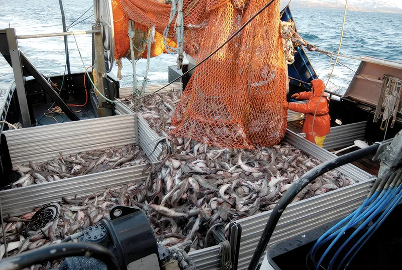 Western GOA pollock trawl