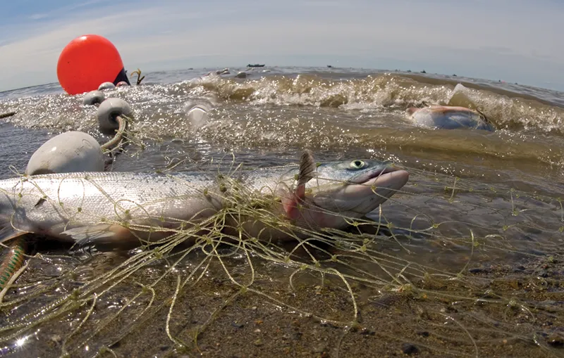 Alaska's salmon are shrinking, impacting coastal communities and