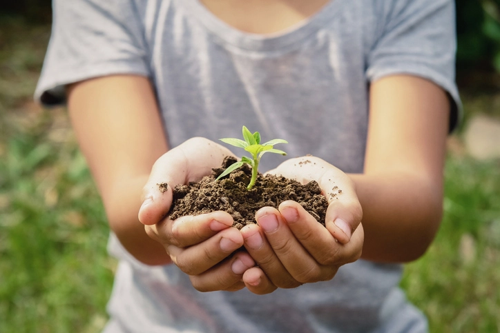  sprout soil in child's hands