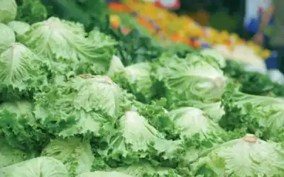 Through the Lens of Lettuce
