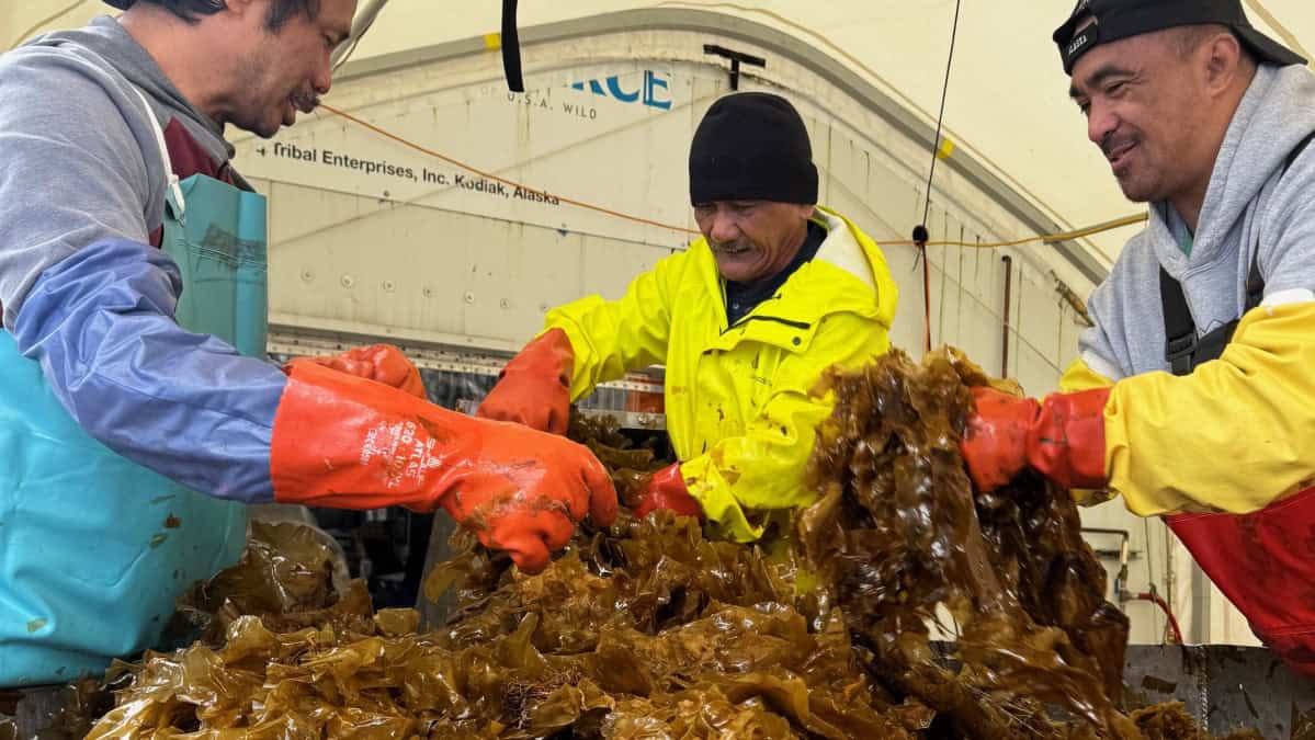 MANUFACTURING Sun'aq mariculture 1