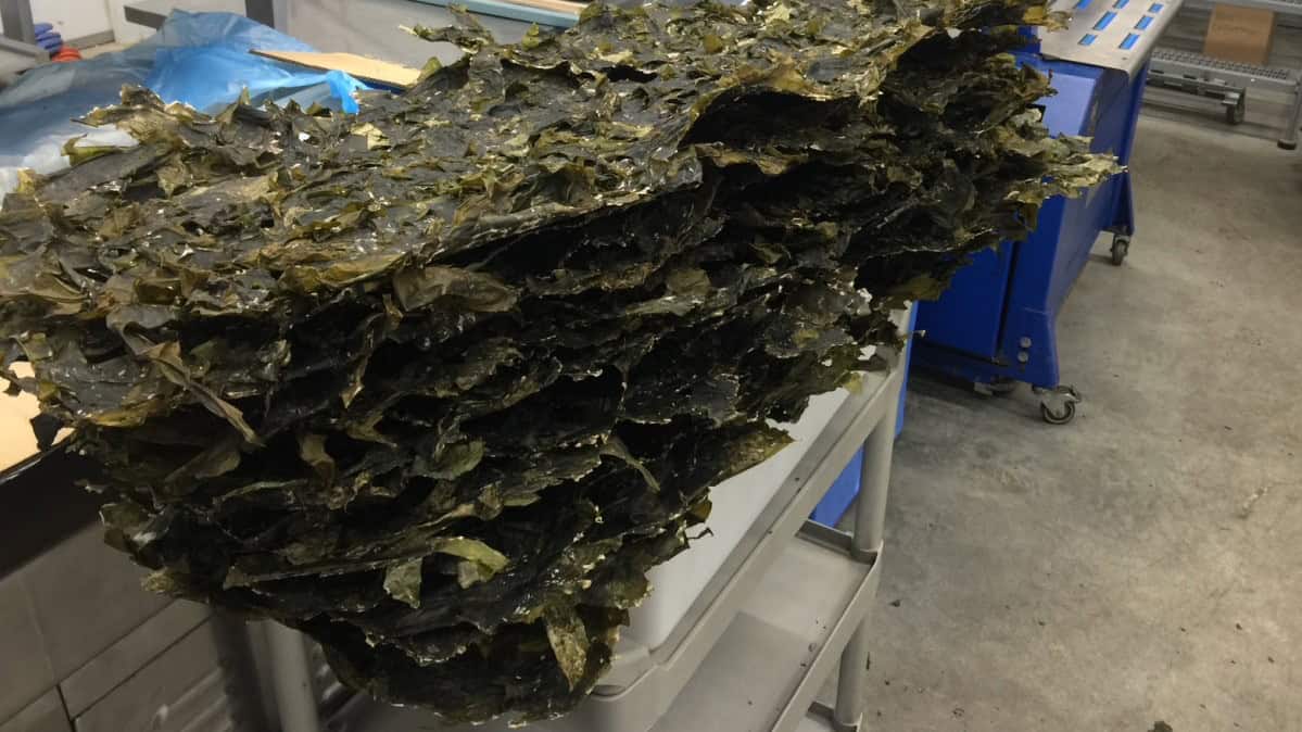 MANUFACTURING Sun'aq mariculture 3
