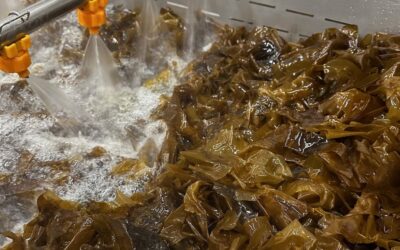 Kodiak Tribe Receives $2.3 Million to Boost Kelp Processing