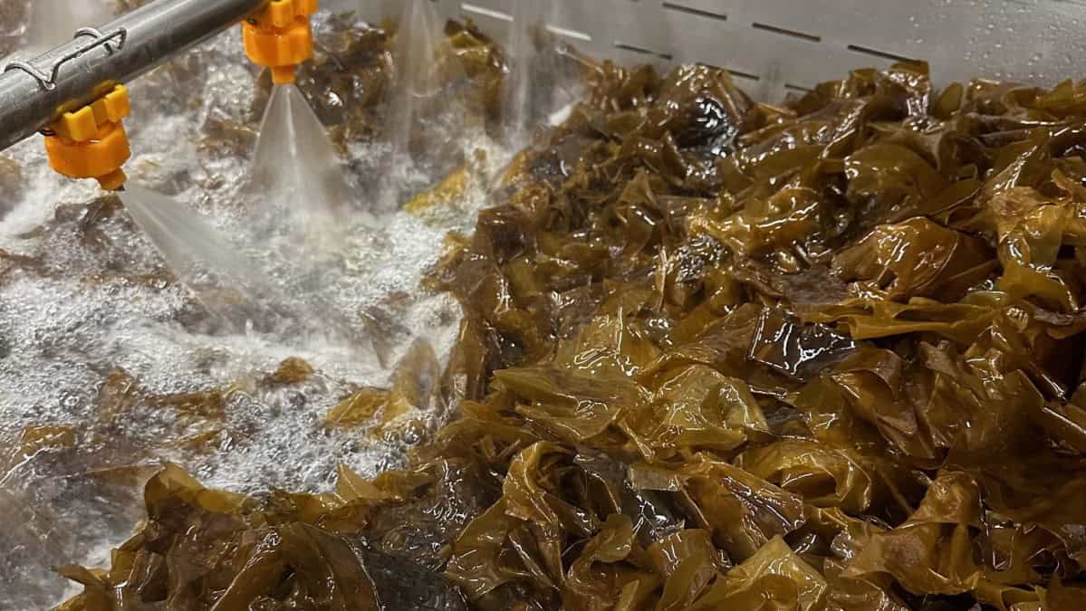 MANUFACTURING Sun'aq mariculture 4
