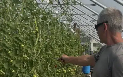 Ripening for Recognition: Has MidValley Greenhouse Perfected Alaska-Hardy Tomatoes?