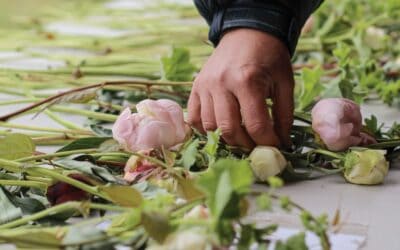 Beyond the Blooms: Peony Producers Persevere