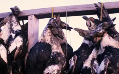 AFN and Denali Commission Launch ARCTIC Collaboration to Gather Input on Resource Projects