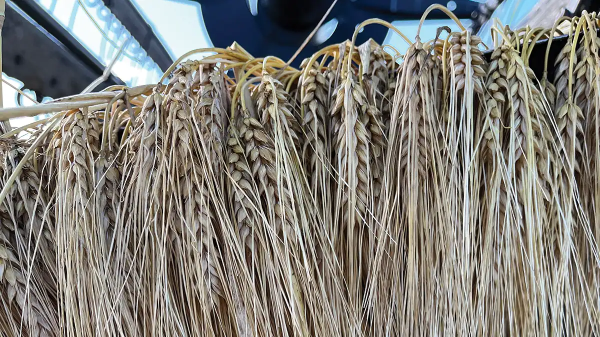 Beyond the Blooms: Peony Producers Persevere