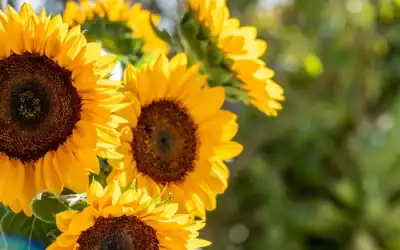 State Airports Implement Hidden Disabilities Sunflower Program to Enhance Accessibility