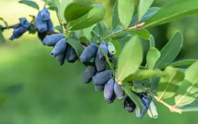 Big Lake Farm Obtains License to Propagate Patented Berry Bushes