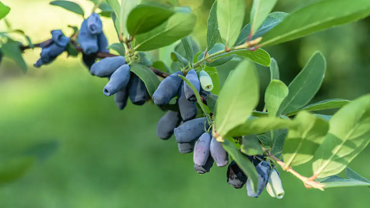 Big Lake Farm Obtains License to Propagate Patented Berry Bushes