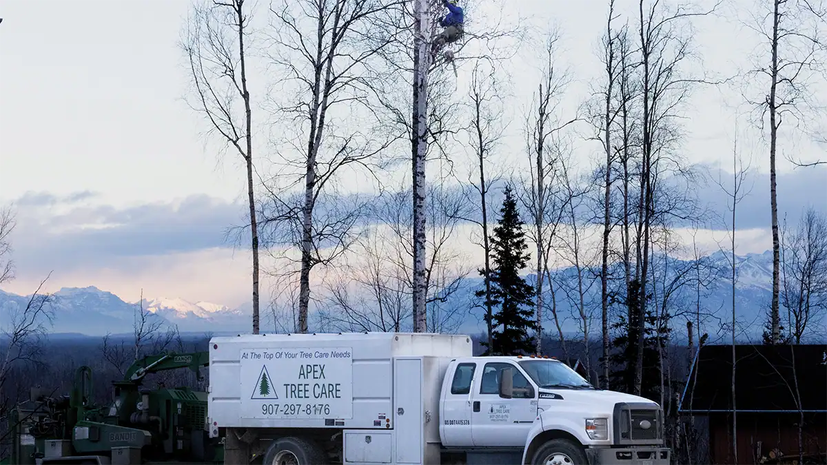 The Safety Corner: Avoiding Arborist Accidents - Alaska Business Magazine