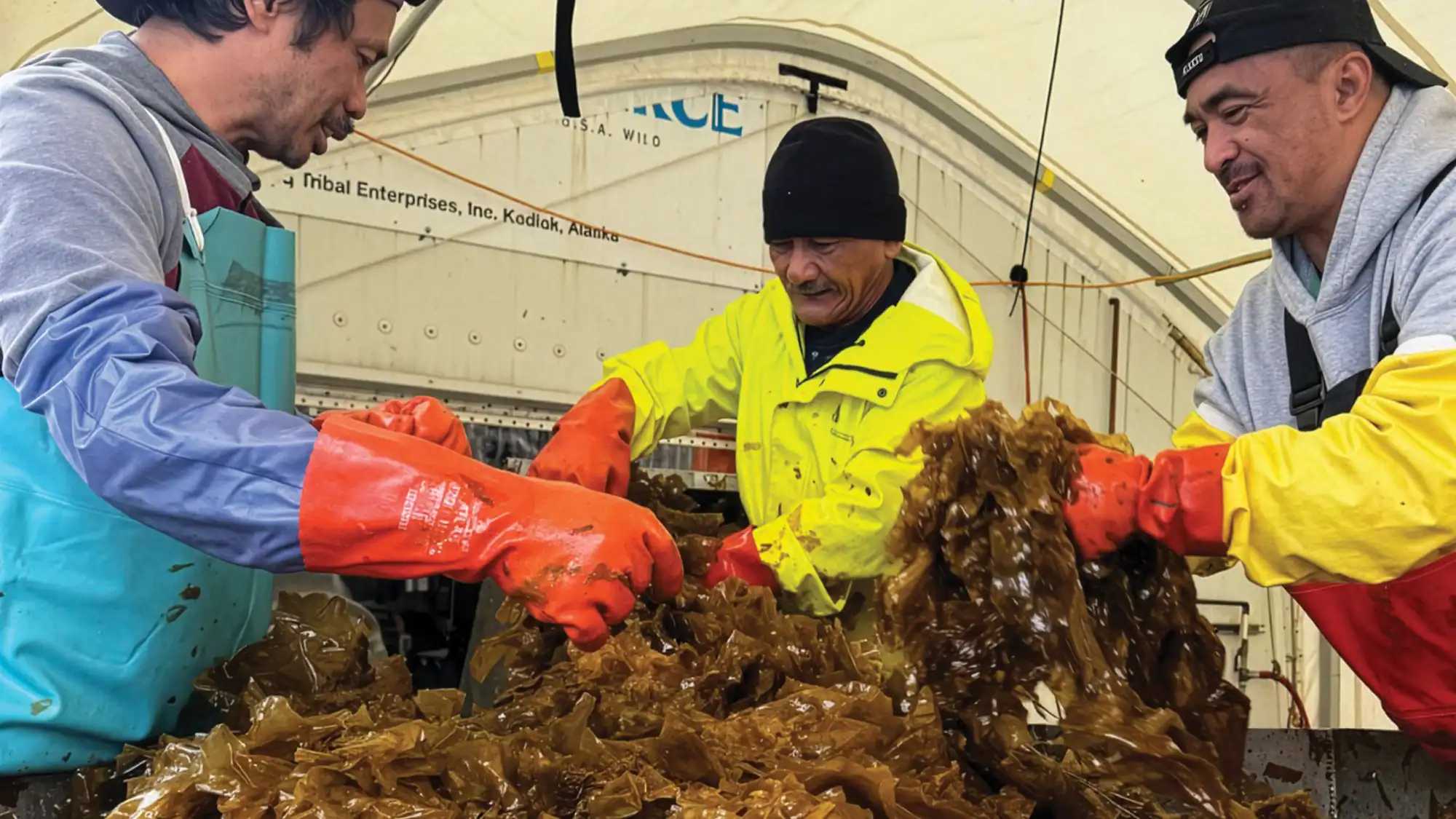 Holding Fast: Kelp Farms Seek Broader Market Base